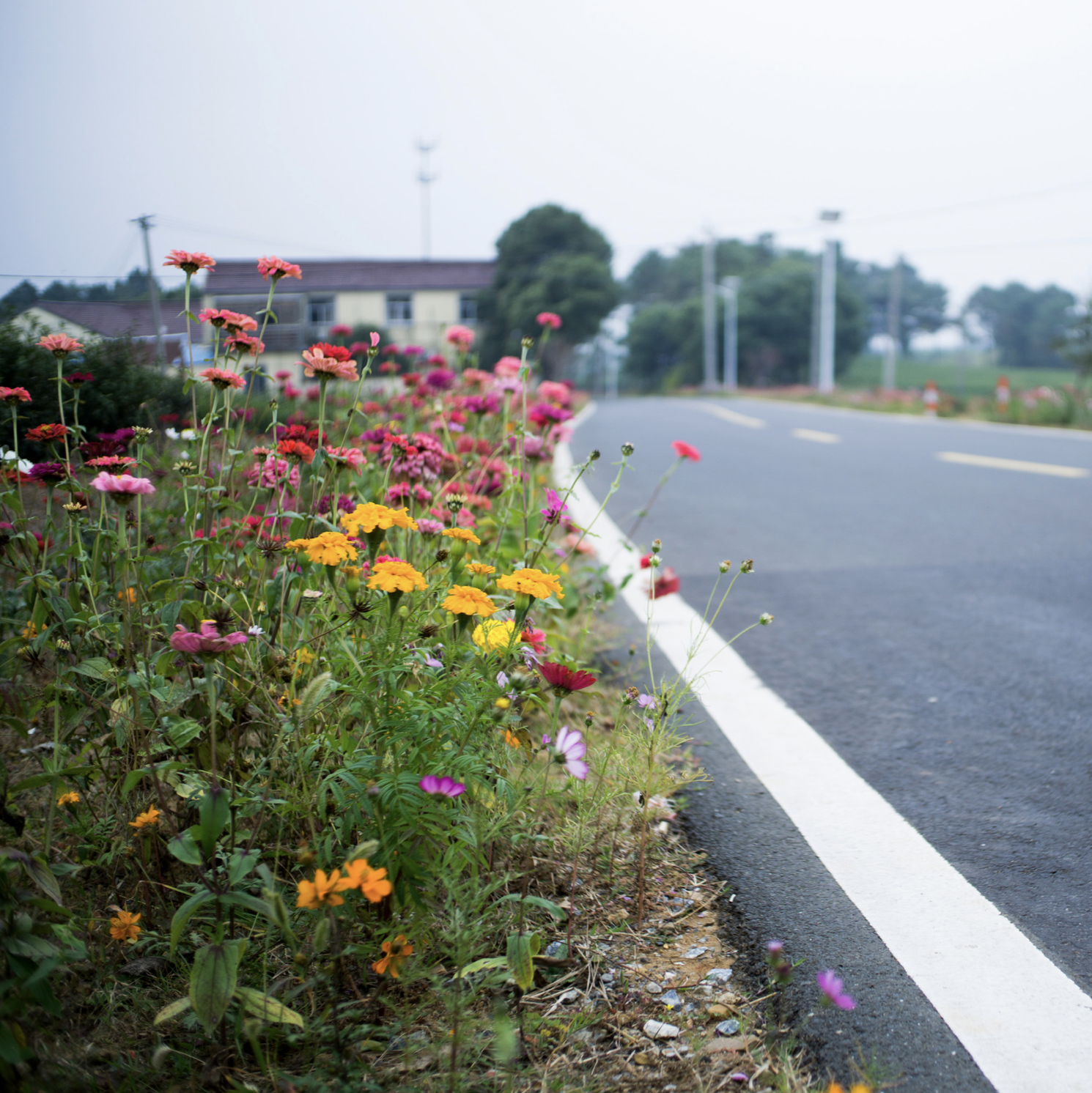 Prince George’s County Executive Announces New Median Beautification Program