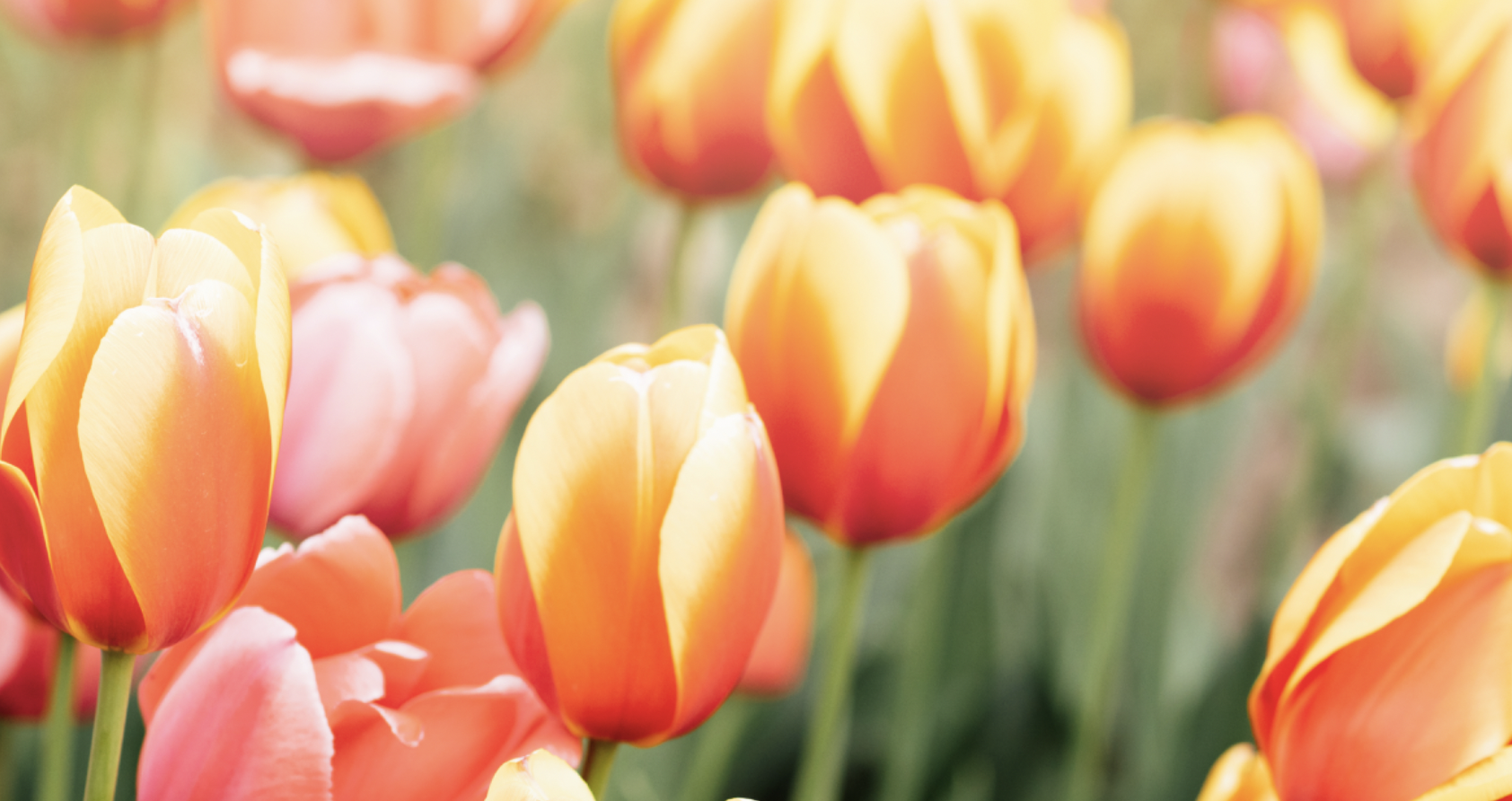 Enjoy Spring in Prince George’s County