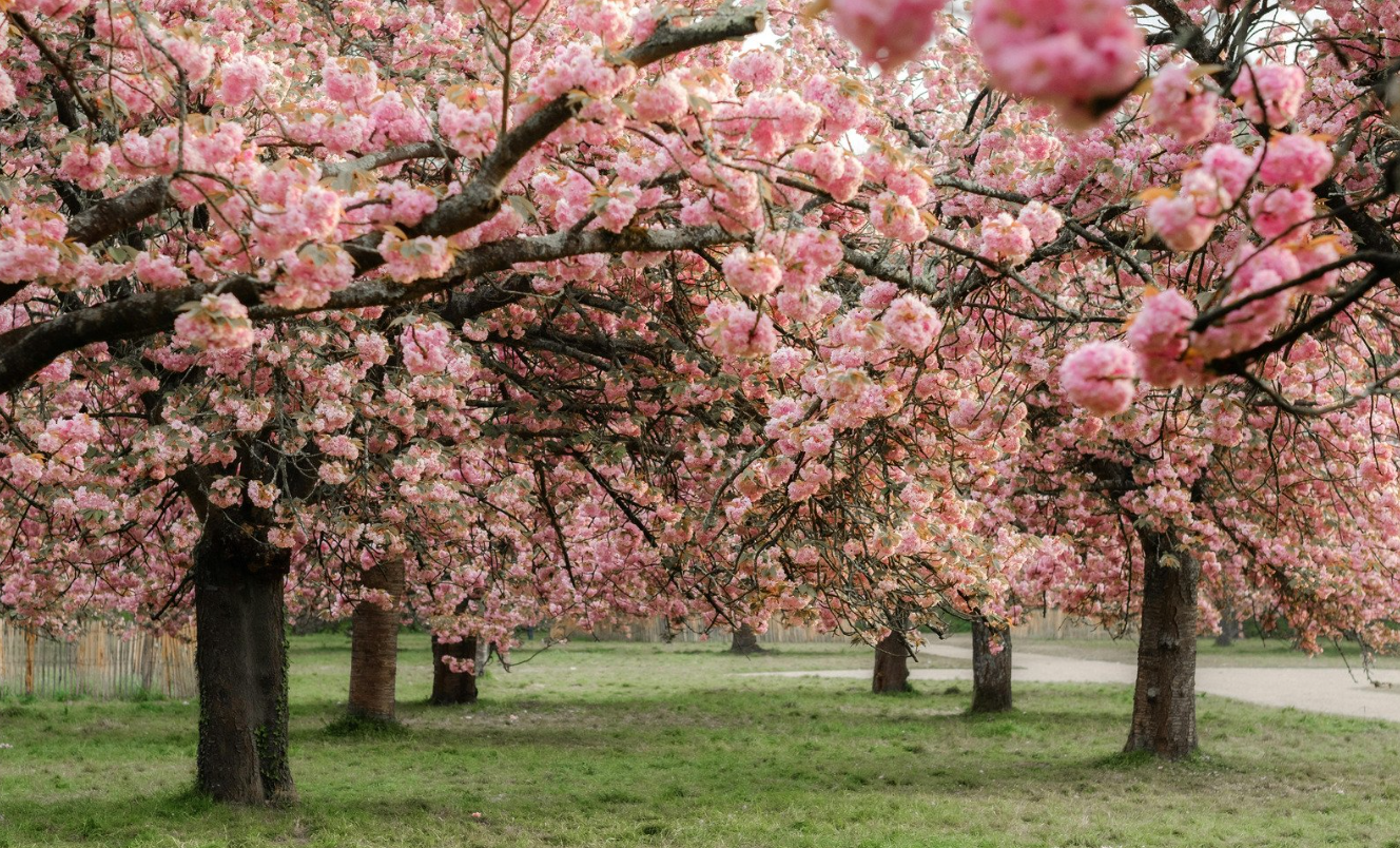 Discover Cherry Blossom Beauty in Prince George’s County